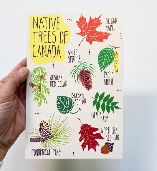 Native Trees of Canada Postcard - HUGE 6x9