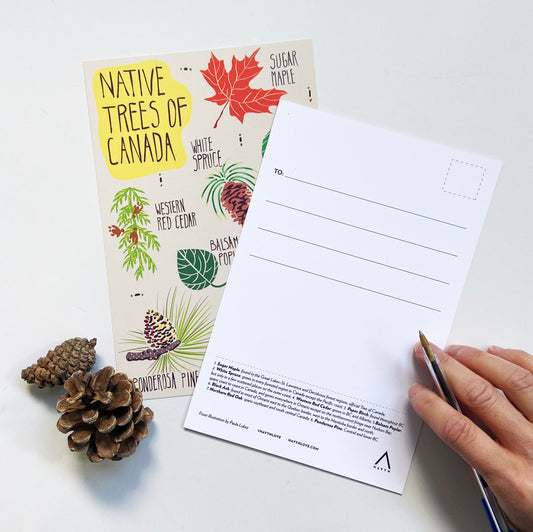 Native Trees of Canada Postcard - HUGE 6x9