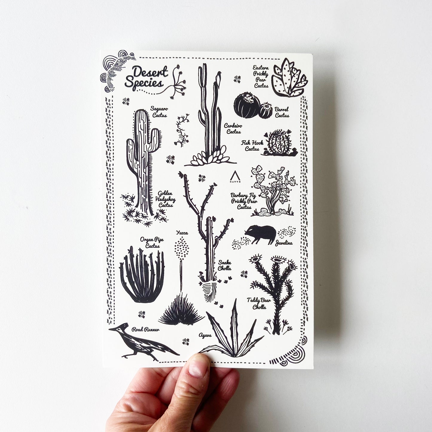 Desert Species Postcard - HUGE 6x9 - Cactus