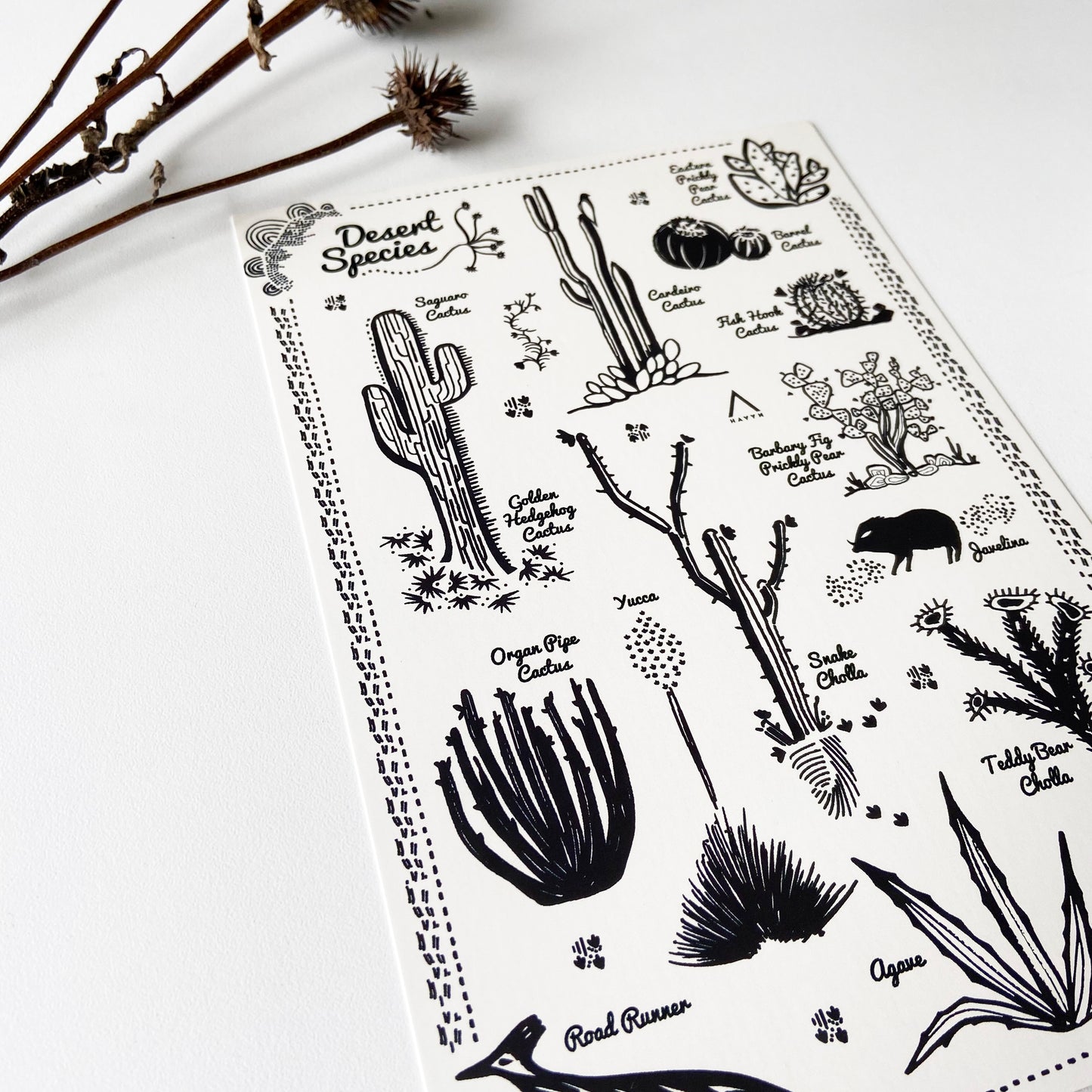 Desert Species Postcard - HUGE 6x9 - Cactus