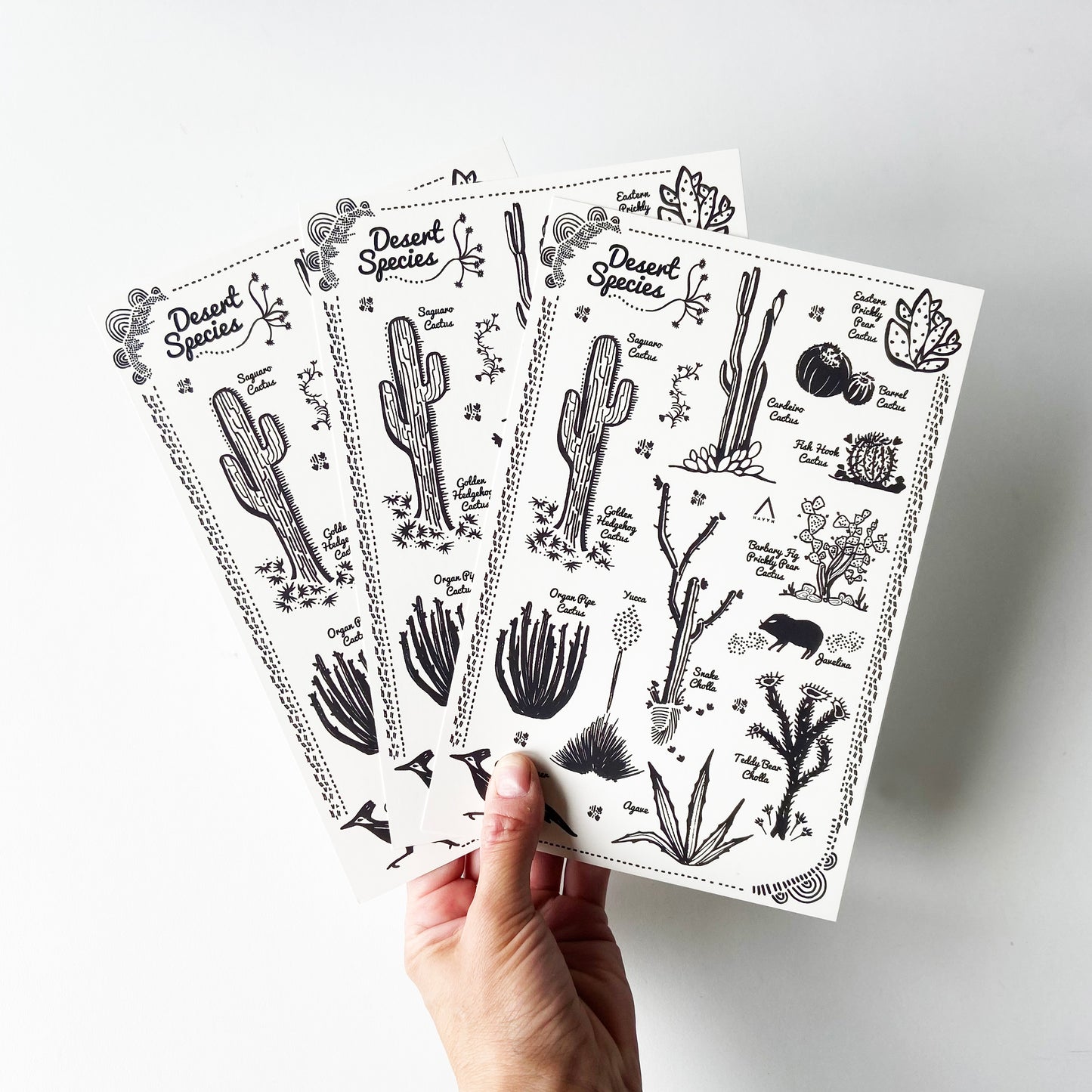 Desert Species Postcard - HUGE 6x9 - Cactus