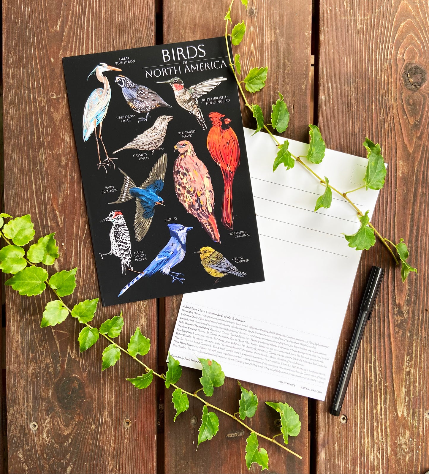 Birds of North America Postcard - HUGE 6x9