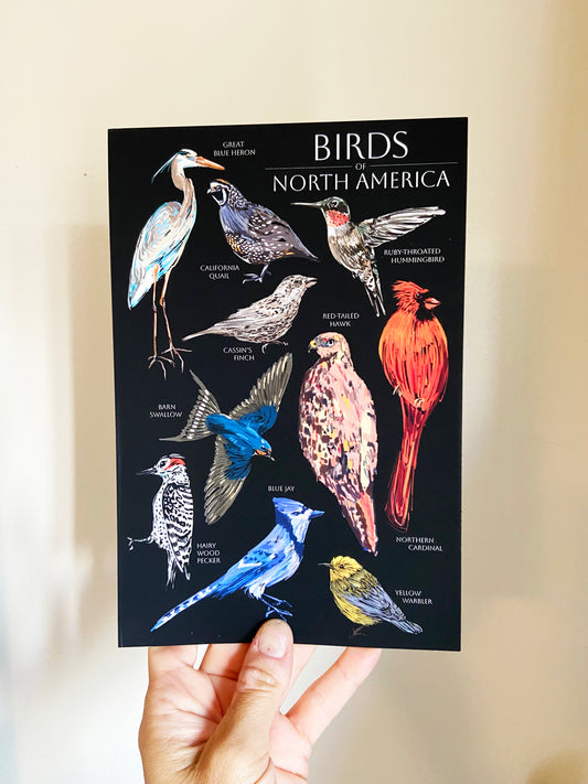 Birds of North America Postcard - HUGE 6x9