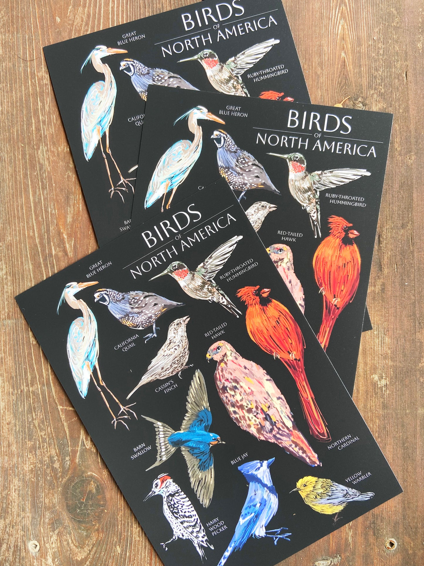 Birds of North America Postcard - HUGE 6x9
