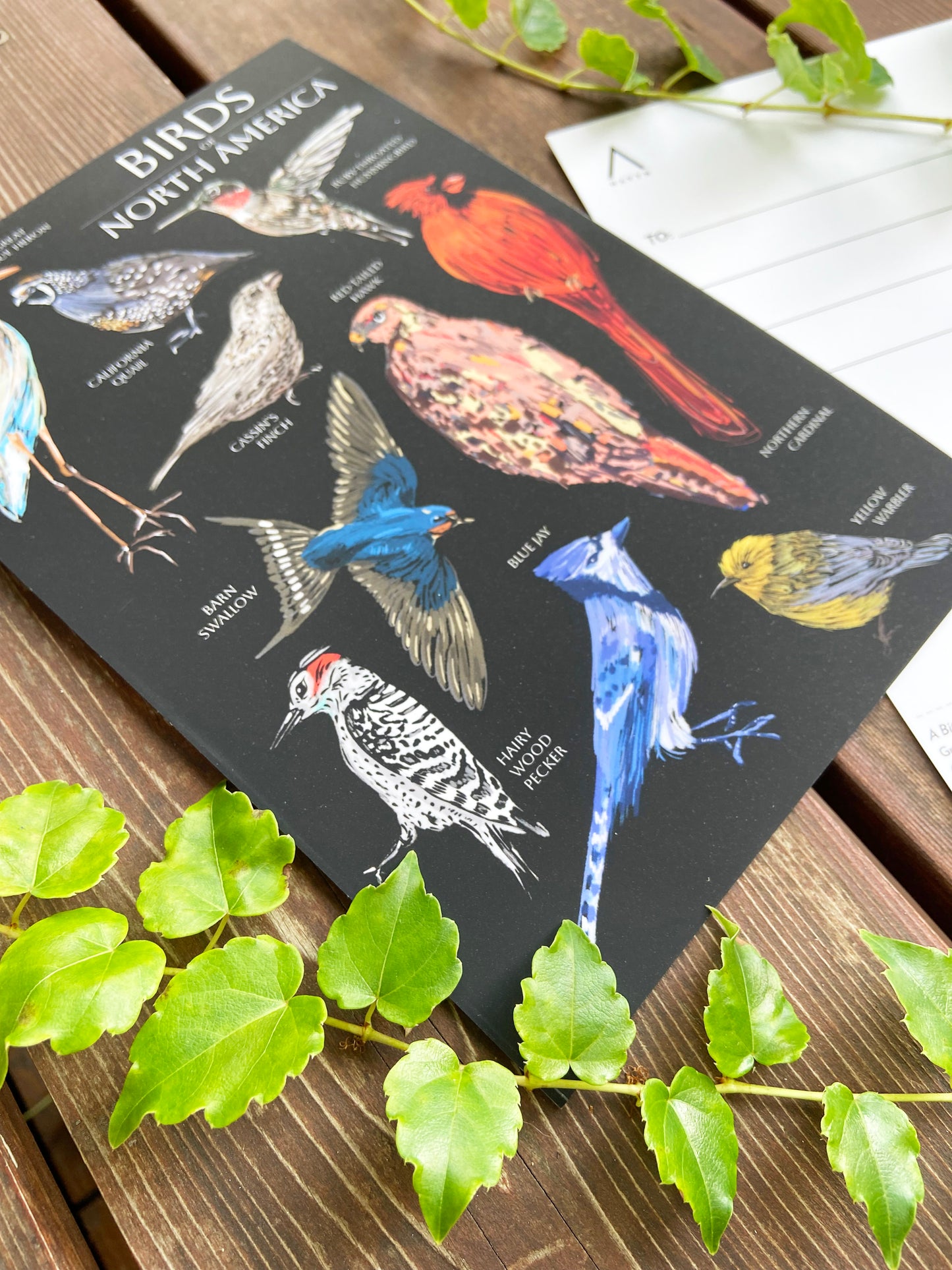 Birds of North America Postcard - HUGE 6x9