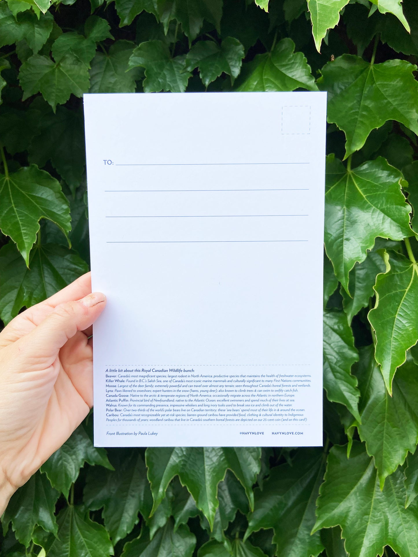 Postcard - Royal Canadian Wildlife - HUGE 6x9 - Recycled Paper