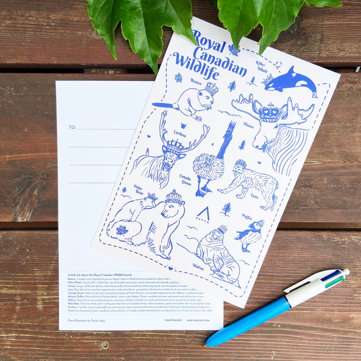 Postcard - Royal Canadian Wildlife - HUGE 6x9 - Recycled Paper