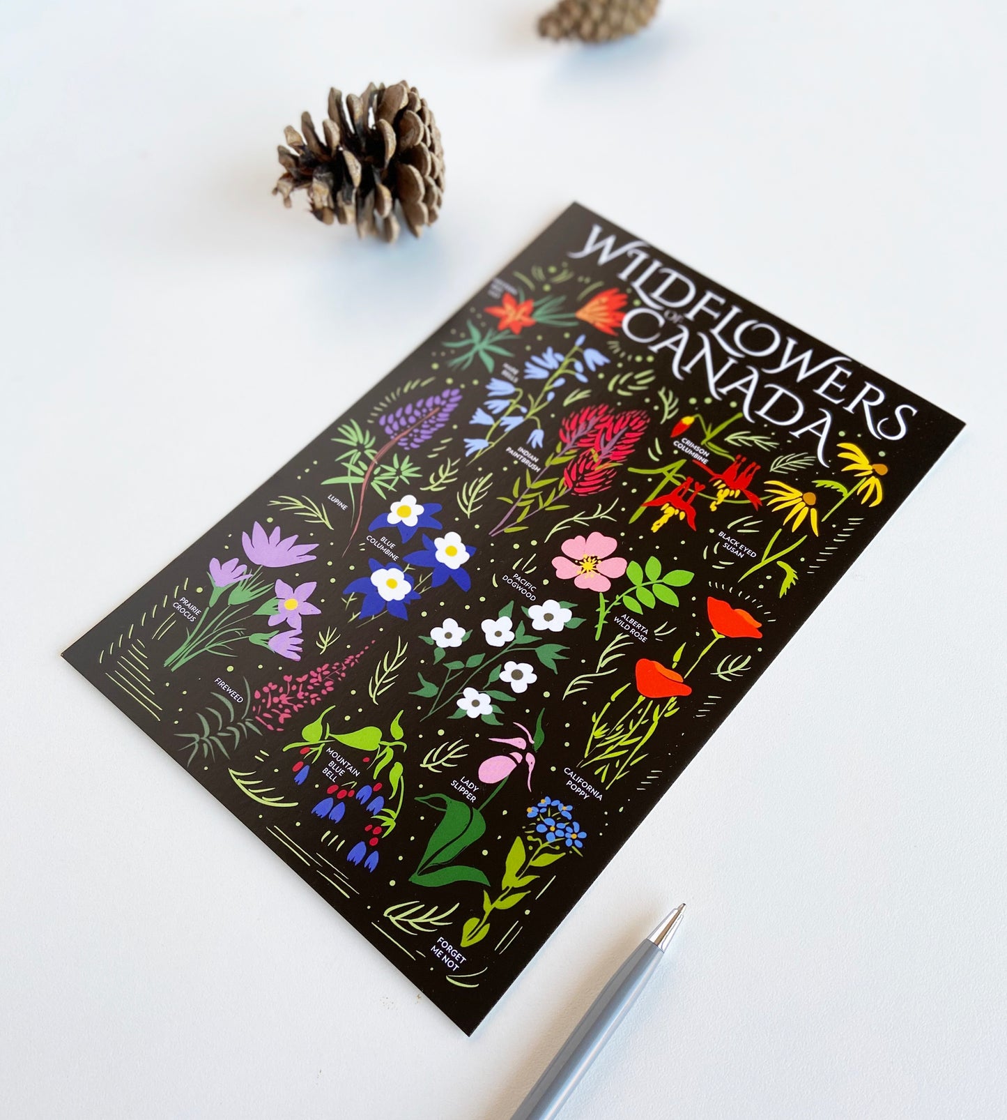 Wildflowers of Canada Postcard - HUGE 6x9 - Floral Botanical Art