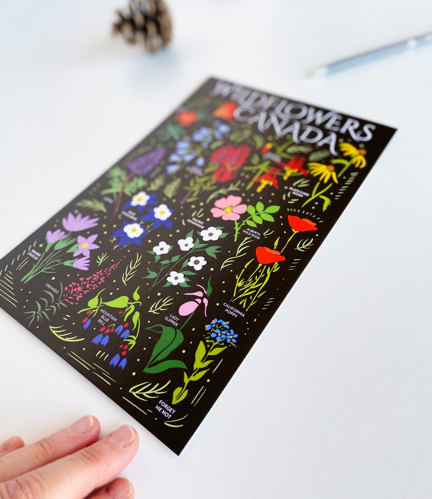 Wildflowers of Canada Postcard - HUGE 6x9 - Floral Botanical Art