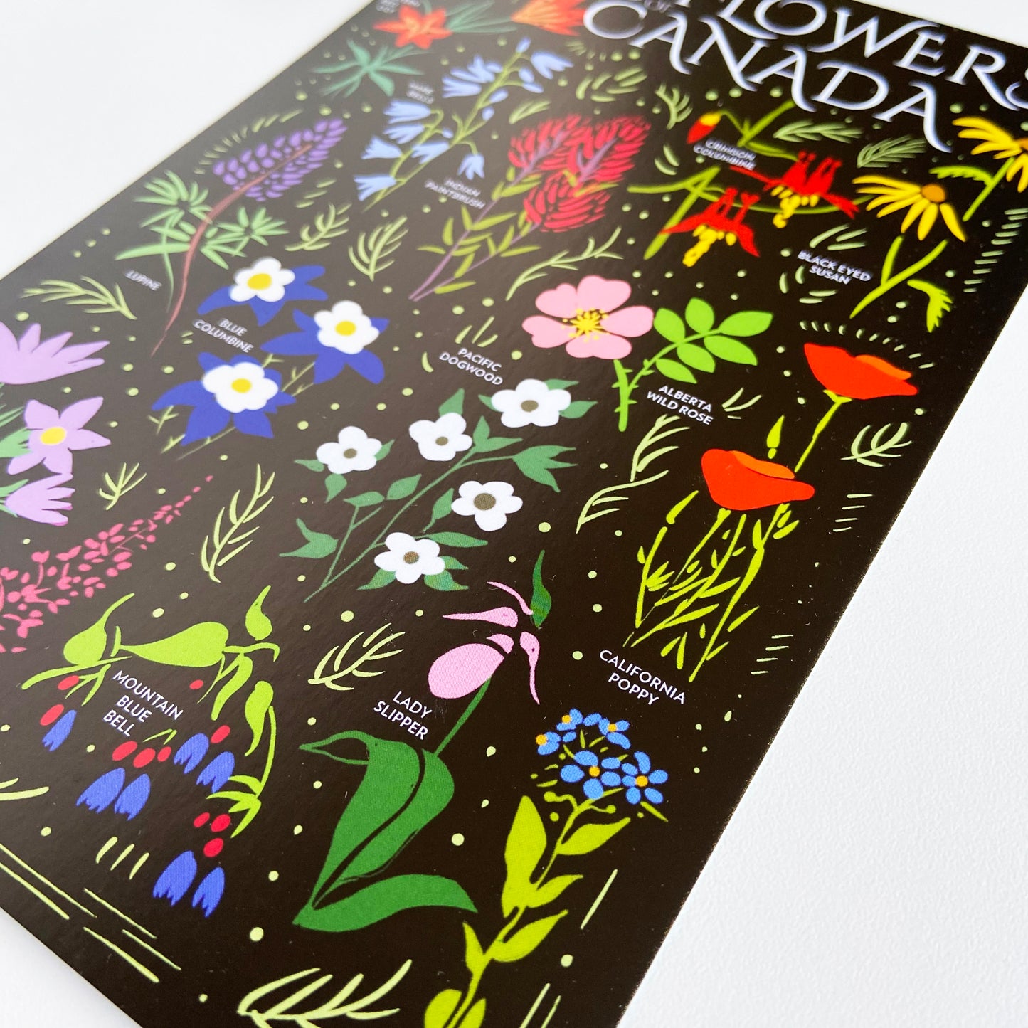 Wildflowers of Canada Postcard - HUGE 6x9 - Floral Botanical Art
