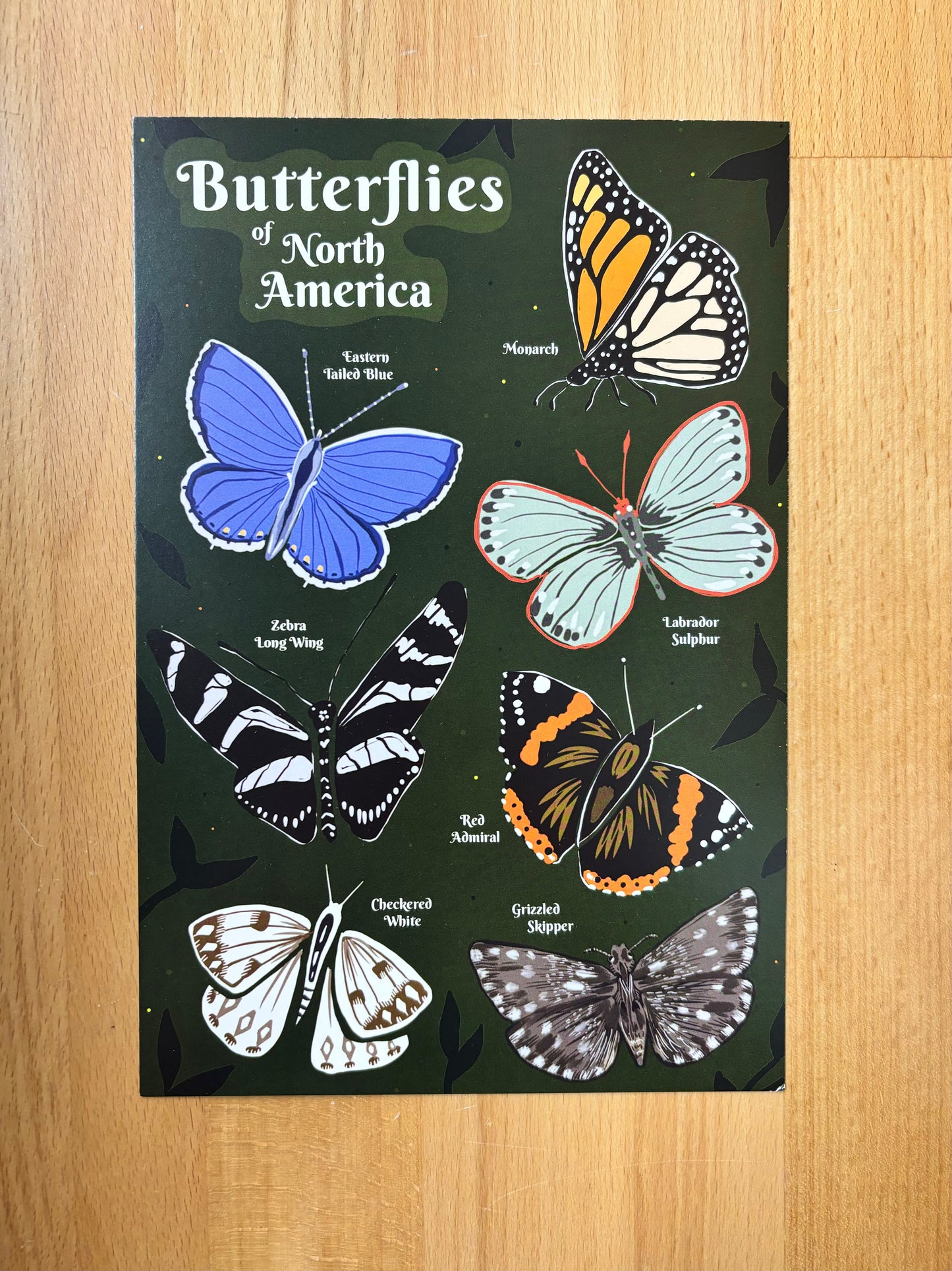 Butterflies of North America Postcard 6x9