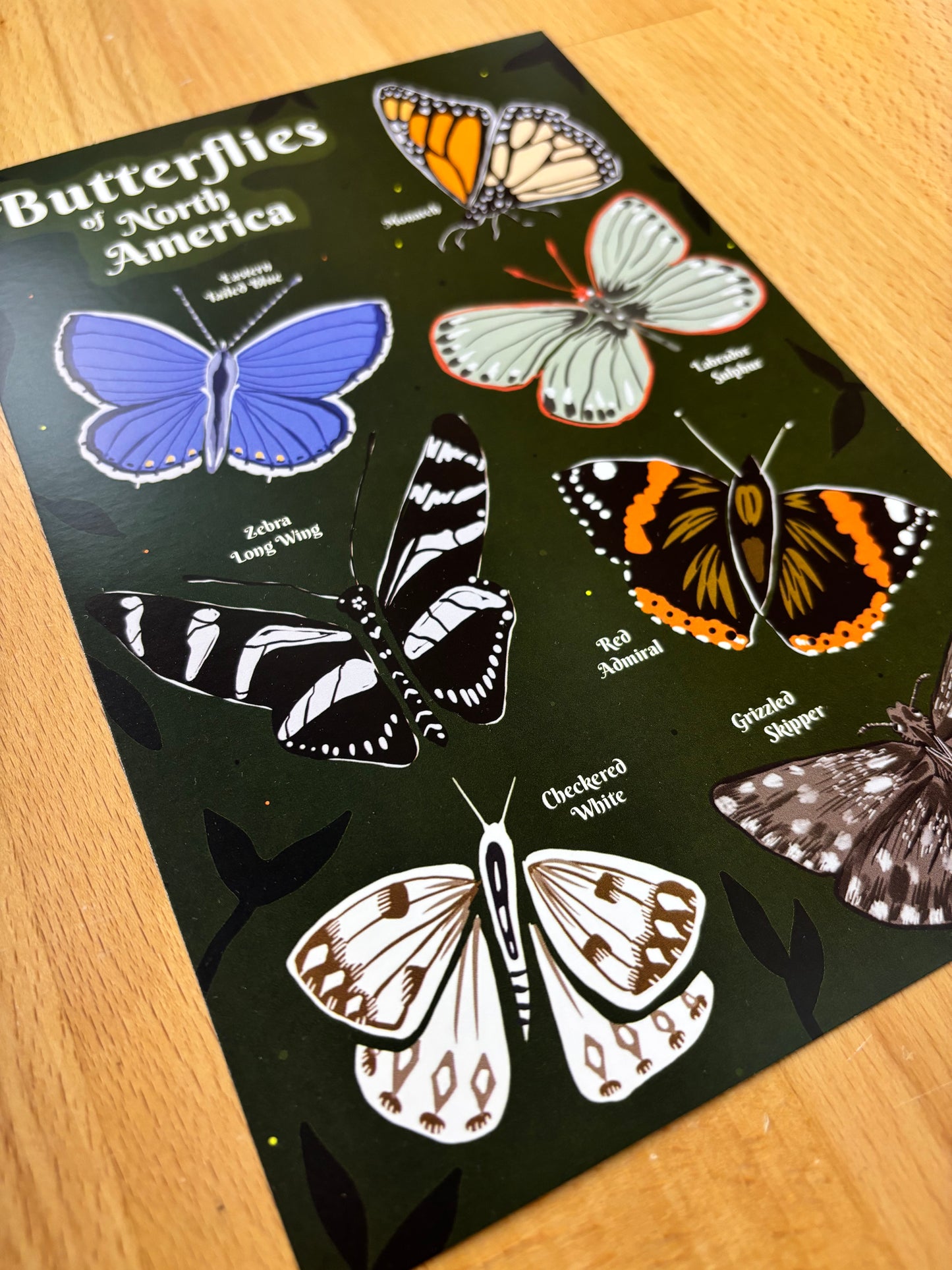 Butterflies of North America Postcard 6x9