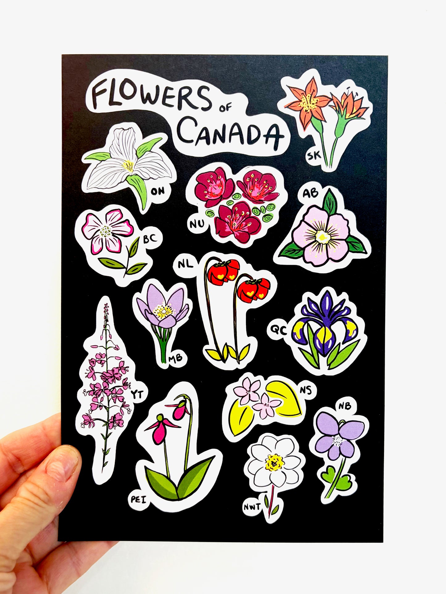 Flowers of Canada Postcard - HUGE 6x9 - Floral Botanical Art