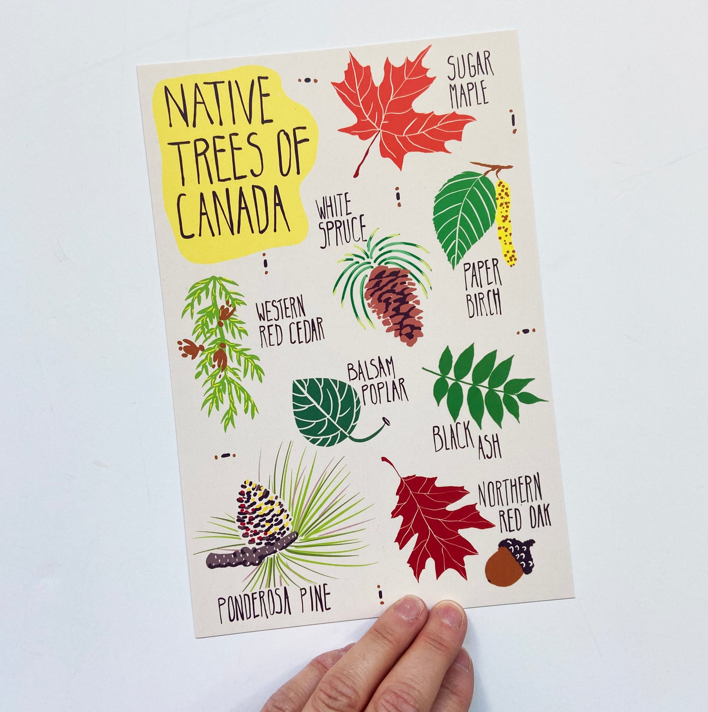 Native Trees of Canada Postcard - HUGE 6x9