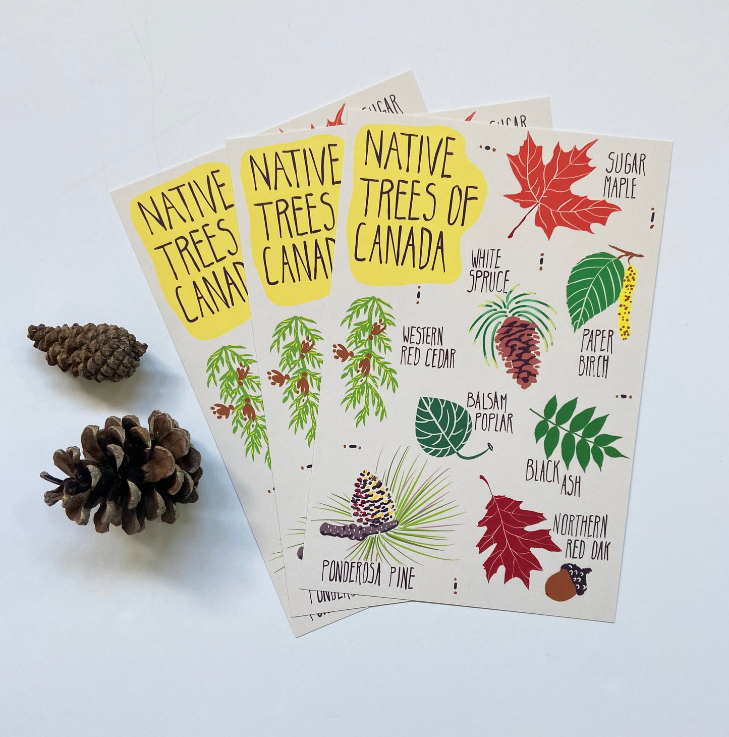 Native Trees of Canada Postcard - HUGE 6x9