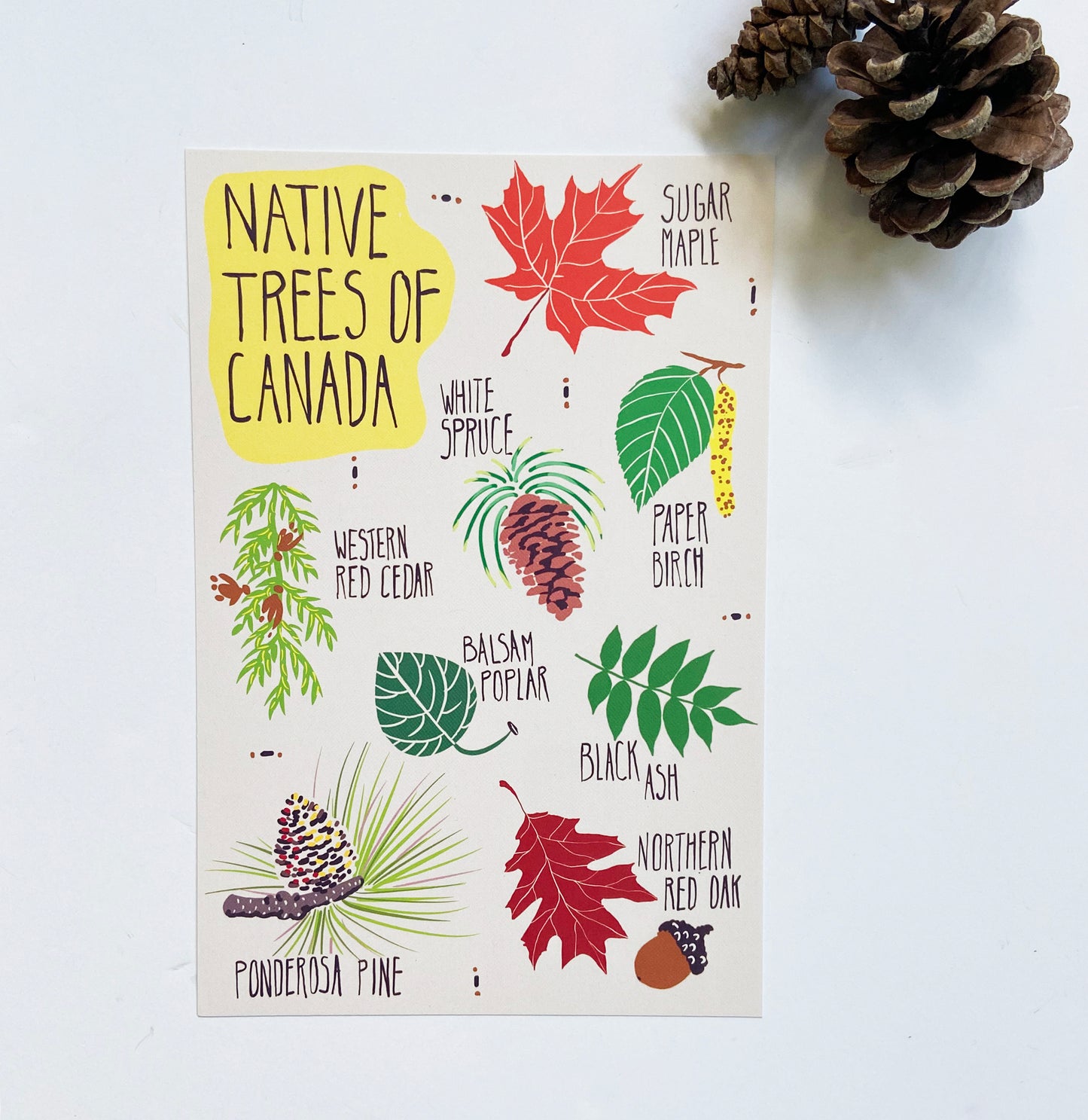 Native Trees of Canada Postcard - HUGE 6x9