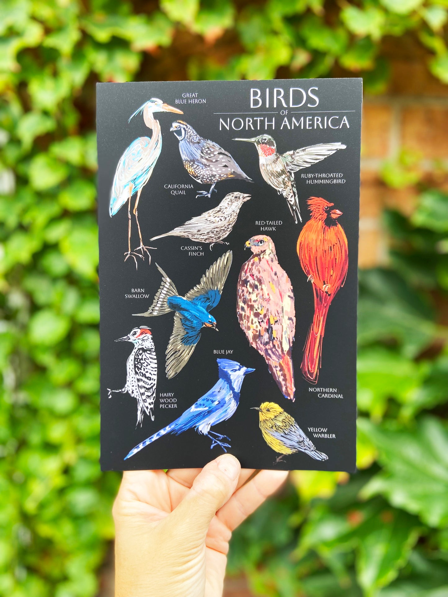Birds of North America Postcard - HUGE 6x9