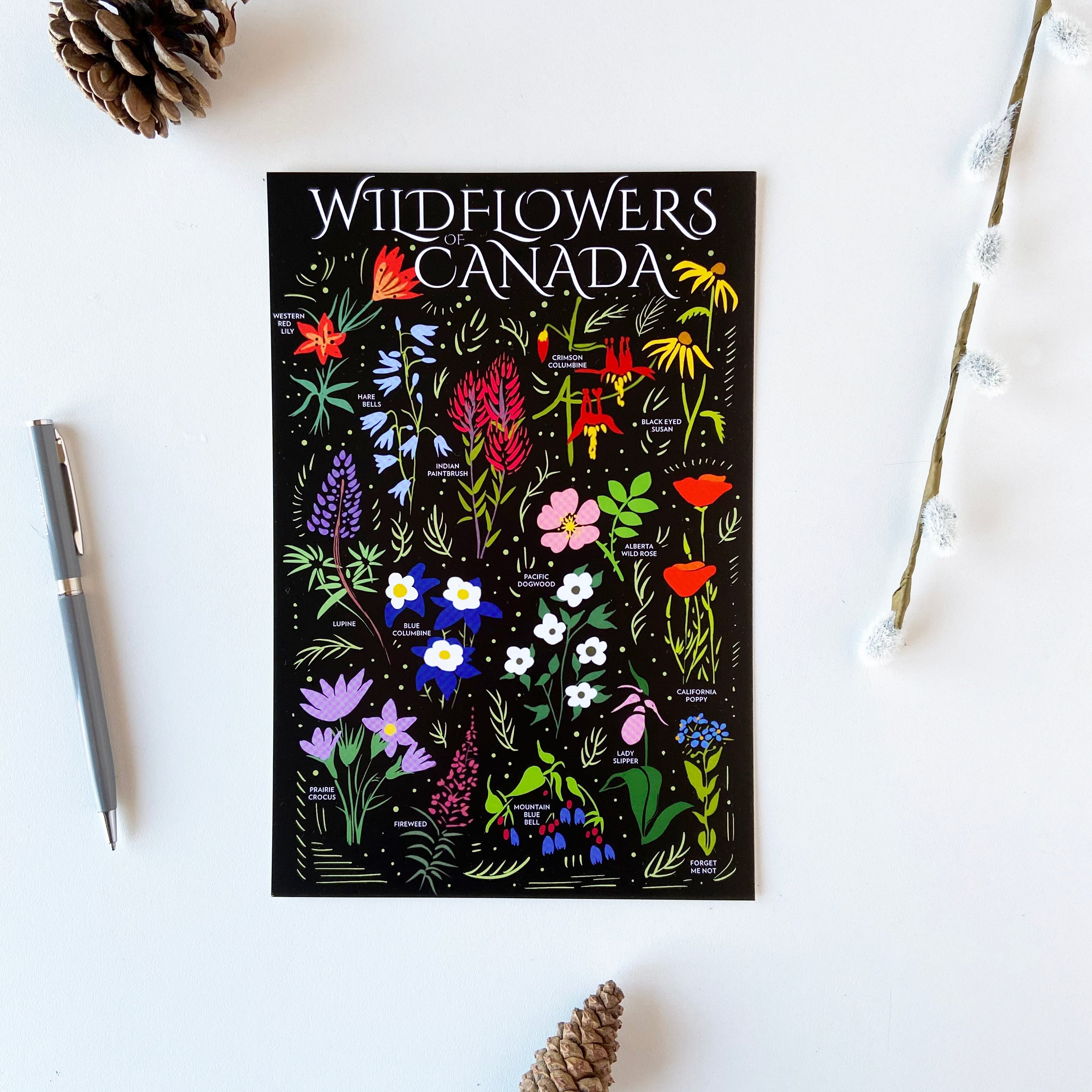 Wildflowers of Canada Postcard - HUGE 6x9 - Floral Botanical Art